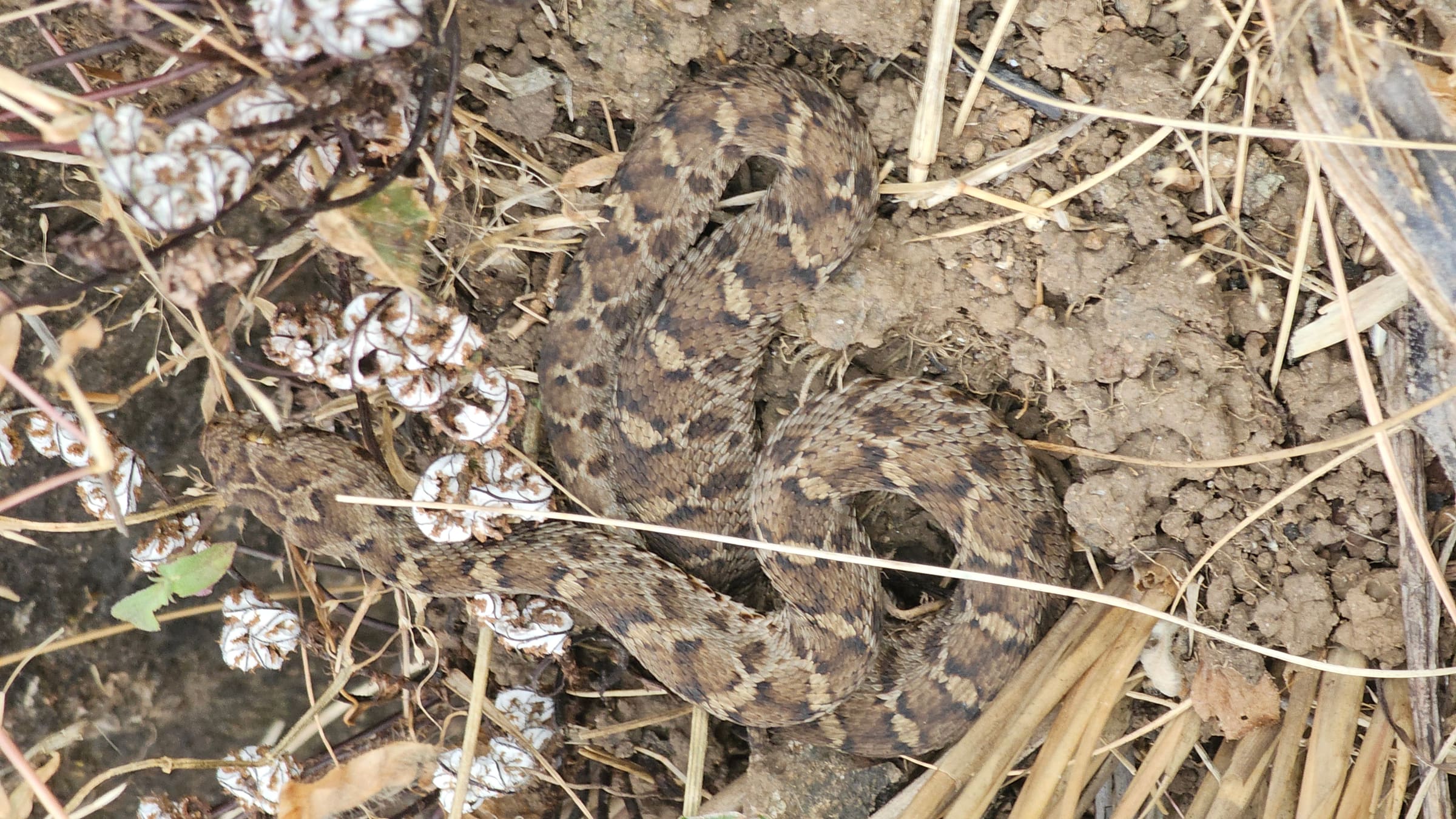 Snake resting on the rock-cut steps